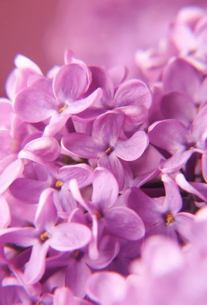 丁香花的宏 — 图库照片