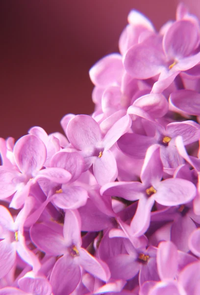 Μακροεντολή ιώδη λουλούδια — Φωτογραφία Αρχείου