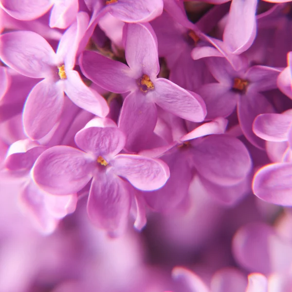 Macro van lila bloemen Rechtenvrije Stockfoto's