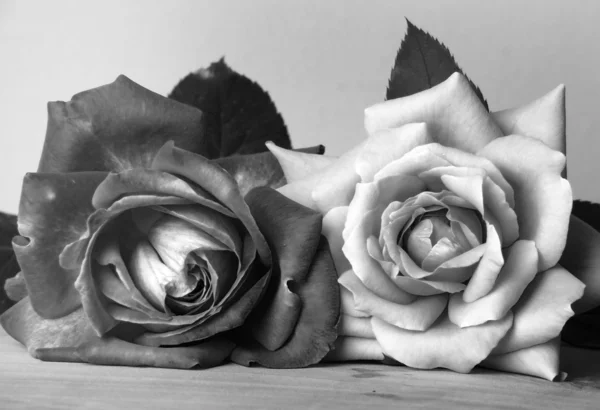 Rosas — Fotografia de Stock