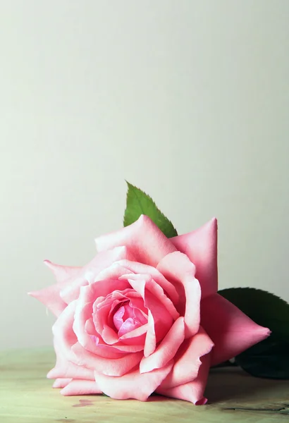 Rosas — Fotografia de Stock