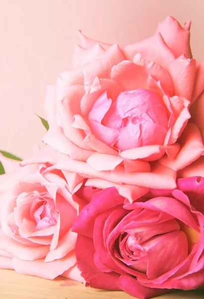 Rosas. —  Fotos de Stock