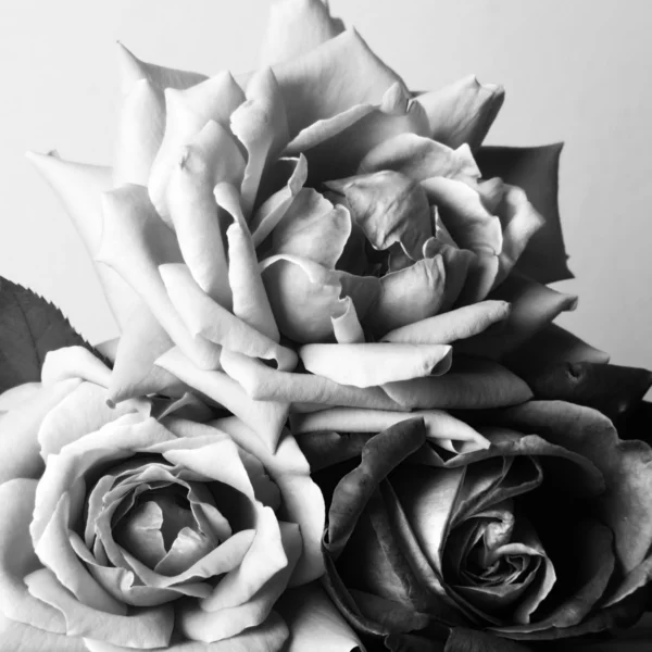 Roses — Photo