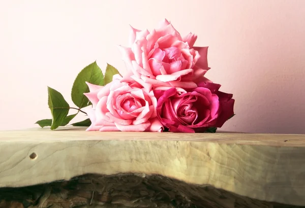 Roses — Photo