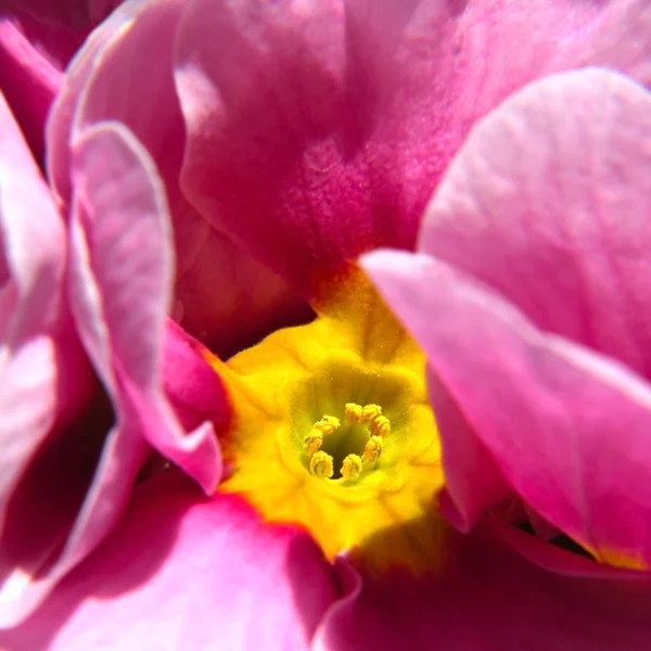 Hämärtynyt kukka — kuvapankkivalokuva