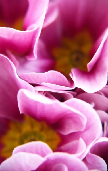 Suddig blomma — Stockfoto