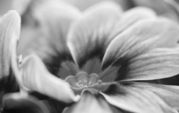 Blurred flower — Stock Photo, Image