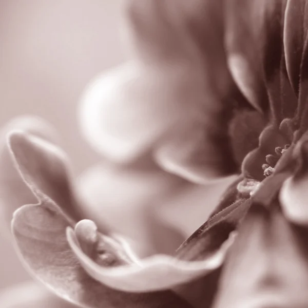 Θολή λουλούδι — Φωτογραφία Αρχείου