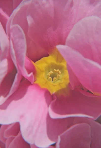 Suddig blomma — Stockfoto