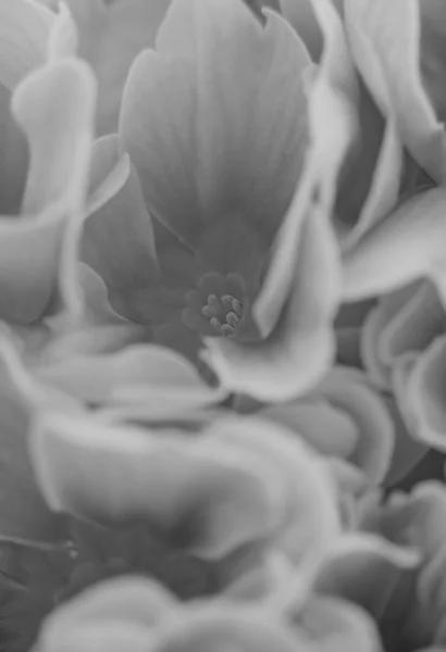 Θολή λουλούδι — Φωτογραφία Αρχείου