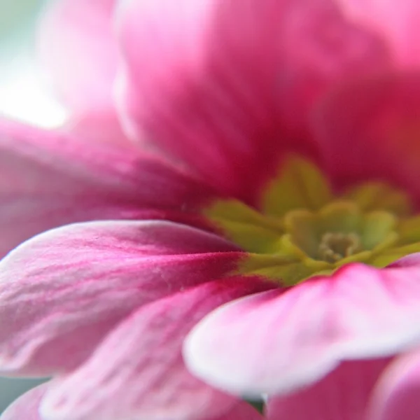 Blurred flower — Stock Photo, Image