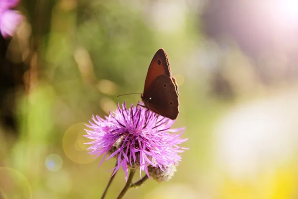 Vlinder — Stockfoto