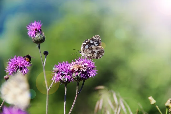 Vlinder Stockfoto