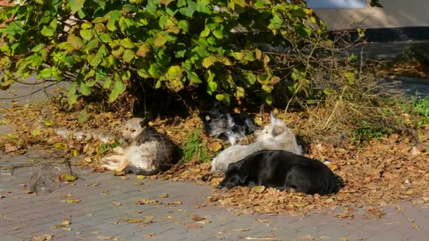 Quatro Cães Vadios Jazem Uma Telha Calçada Dia Ensolarado Outono — Vídeo de Stock