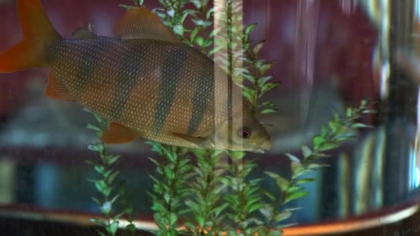 Grand Poisson Décoratif Perche Rayée Nage Dans Bel Aquarium Décoratif — Video