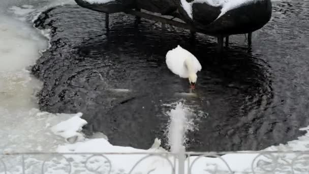Cisne Blanco Nada Agujero Hielo Estanque Parque Invierno — Vídeos de Stock