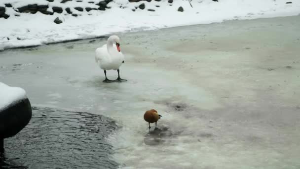 Tek Bacaklı Beyaz Bir Kuğu Buz Deliğinin Yanındaki Buzda Tüylerini — Stok video