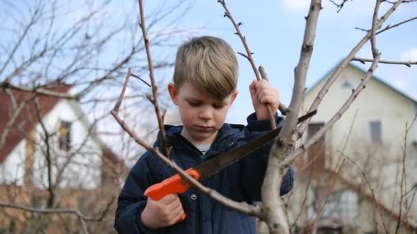 Little Boy Helps Prune Trees Garden Spring Concept Spring Tree — Stock Video