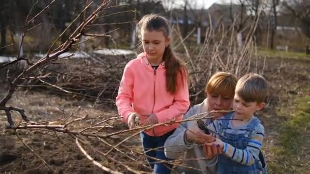 Мама Вчить Дітей Обрізати Кущі Саду Весняного Дня Концепція Обрізання — стокове відео