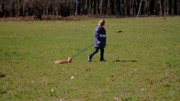 小さな男の子が春の日に公園の綱の上に生姜のタビー猫と一緒に歩いています ペットへの愛の概念 — ストック動画