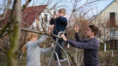 Baba, anne ve oğul bahçede makasla erik ağaçları. Çocuk ailesinin merdiven üzerinde durmasına yardım ediyor. Bahar ağacı budama ve bahçe bakımı kavramı..