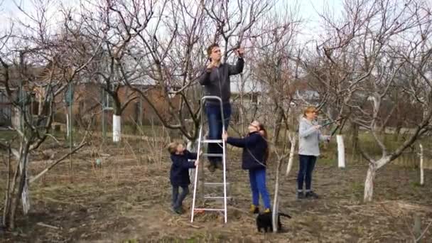 Тато Мама Саду Обрізають Гілки Дереві Пензлем Обрізають Ножиці Син — стокове відео