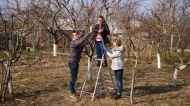 Baba, anne ve kız bahçede makasla erik ağaçları. Kız, ailesinin merdiven üzerinde durmasına yardım ediyor. Bahar ağacı budama ve bahçe bakımı kavramı..