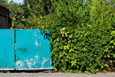 Bahçeli bir apartmanın yanında çatlak boyalı eski bir demir yeşil kapı..