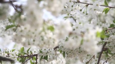 Açık havada çiçek açan bir elma ağacının dalları. Güzel bahar çiçekleri soyut doğa arka planı. Seçici odak.