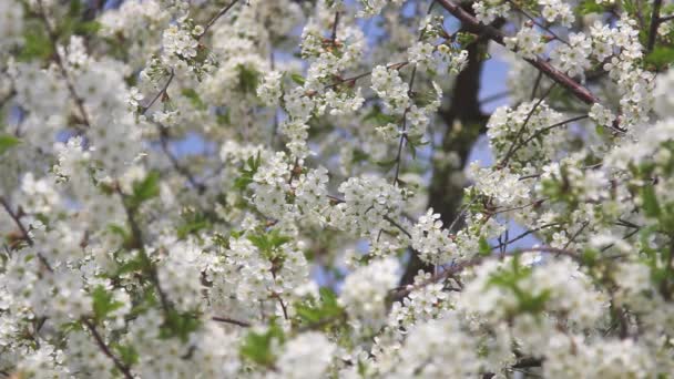 Ramas Manzano Floreciente Aire Libre Hermosa Primavera Floral Abstracta Naturaleza — Vídeo de stock