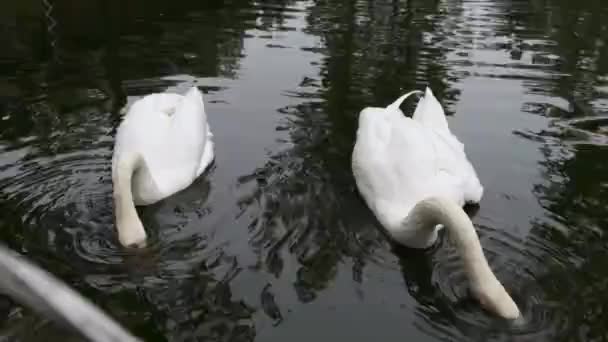 Δύο Λευκοί Κύκνοι Κολυμπούν Και Τρώνε Μια Λίμνη — Αρχείο Βίντεο