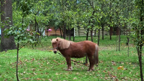 Piccolo Cavallo Bruno Giardino Verde Legato Albero — Video Stock