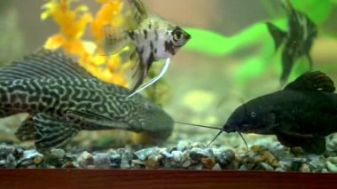 Farklı boyutlarda güzel balıklar şeffaf akvaryum suyunda yüzerler. Taşlarla dolu renkli akvaryum tankı, ahşap dallar, deniz yosunu ve balıklar için oksijen baloncukları sağlayan hava pompası.