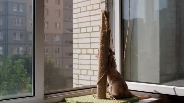 Repstolpe Solig Fönsterbräda Ginger Kitty Leker Med Repet Begreppet Kärlek — Stockvideo