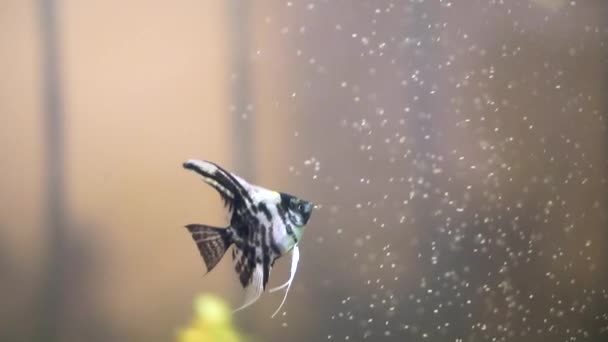 Kleurrijke Aquarium Tank Gevuld Met Rotsen Houten Takken Zeewier Grijze — Stockvideo