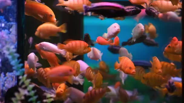 Tanque Aquário Colorido Cheio Belos Peixes Tamanhos Diferentes Nadam Água — Vídeo de Stock