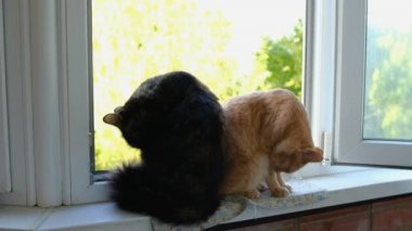 İki kedi, siyah ve kızıl, pencere pervazında yan yana oturup kendilerini yalarlar. Evcil hayvan konsepti.