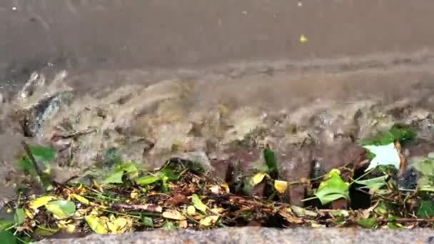 Water Komt Een Storm Riool Verstopt Met Takken Zware Regen — Stockvideo