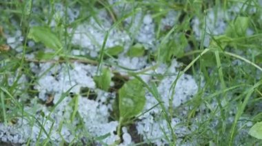 Asfaltta beyaz buz parçaları ve ilkbaharda yoğun dolu sonrası çimenler..