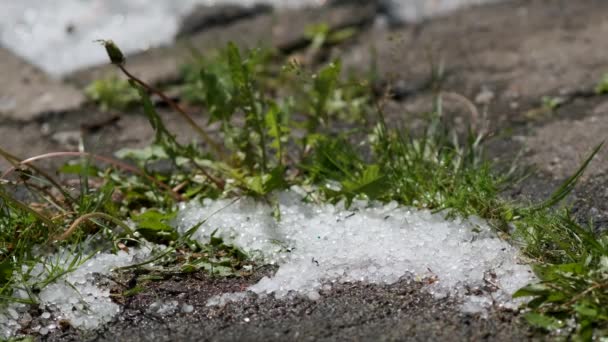 Weiße Eisstücke Auf Asphalt Und Gras Nach Starkem Hagel Frühjahr — Stockvideo