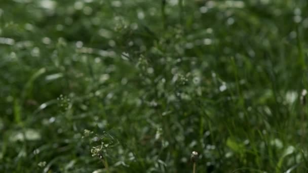 Weiße Eisstücke Auf Asphalt Und Gras Nach Starkem Hagel Frühjahr — Stockvideo