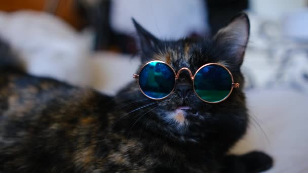 Trójkolorowy Kot Leży Łóżku Błyszczących Ciemnych Okularach Koncepcja Zwierząt Domowych — Wideo stockowe