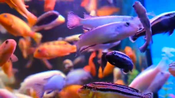 Muitos Peixes Aquário Dourados Brilhantes Diferentes Bonitos Nadam Contra Fundo — Vídeo de Stock