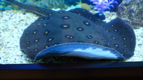 Una Hermosa Raya Decorativa Manchada Encuentra Fondo Del Acuario Arroja — Vídeo de stock