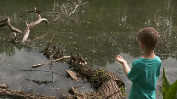 汚れた湖の上に子供と野生のアヒル 海岸の小さな男の子は手でアヒルを呼び出します — ストック動画