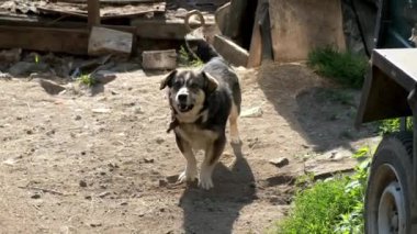 Zincirli bir yerleşim yerinin avlusunda küçük kahverengi bir köpek. Hayvan insanlara havlar..