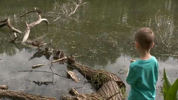 汚れた湖の上に子供と野生のアヒル 海岸の小さな男の子はアヒルに草を投げ それらを食べたいと思っています — ストック動画