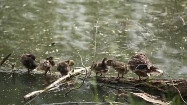 Wild Duck Children Dirty Lake Ducklings Log Water Cleaning Feathers — Stock Video