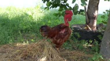 Hindi gibi boynu olan bir horoz yeşil çimlerin üzerinde duruyor. Evcil kuşların yeni türleri.