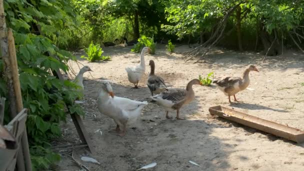 Patos Domésticos Patio Rural — Vídeo de stock